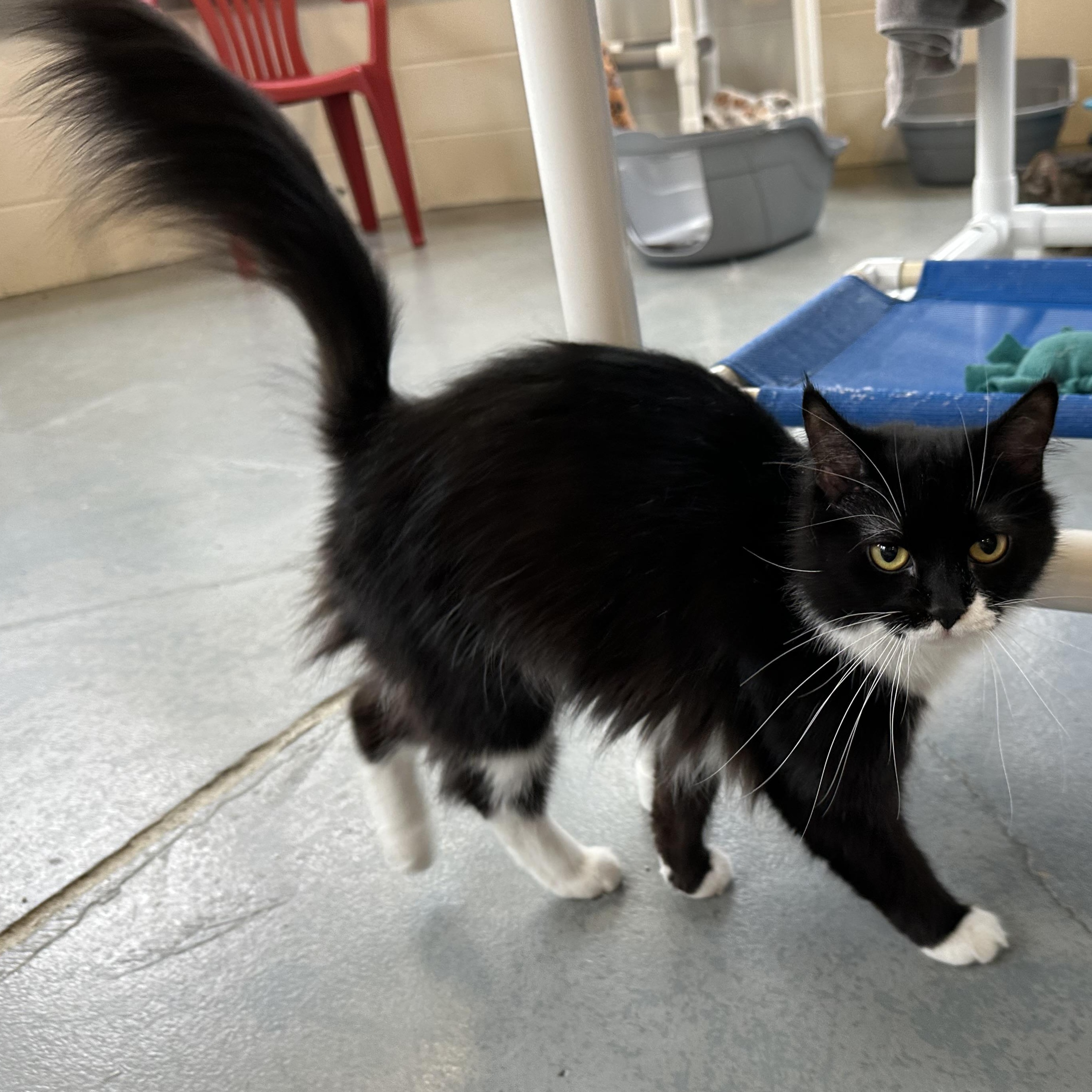 Enlarge Wanda, a Adoptable Domestic Long Hair in Latrobe, PA image 3/6