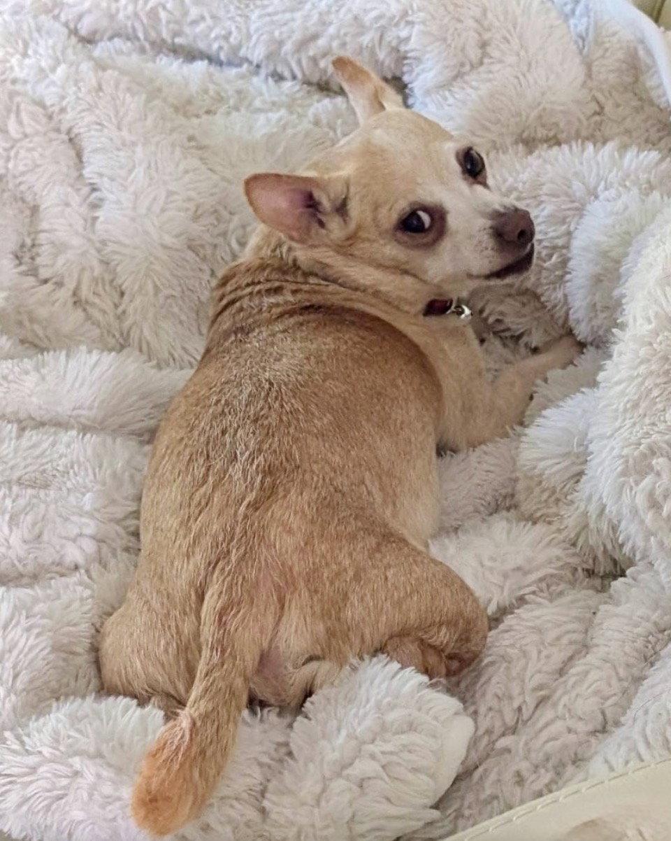 Maui, a Adoptable Chihuahua in Omaha, NE image 1/3