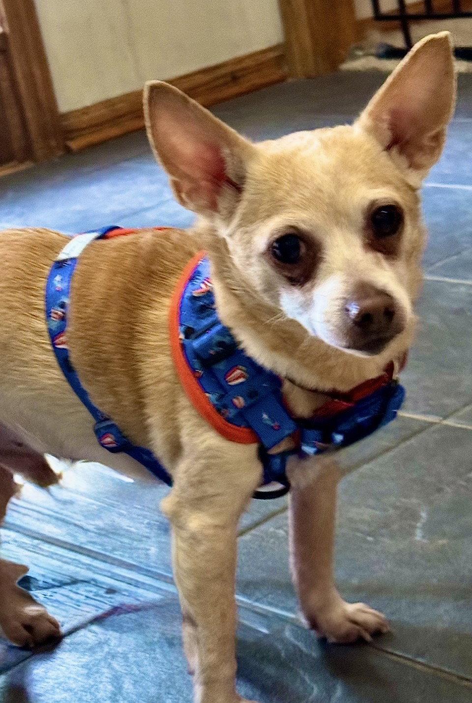 Maui, a Adoptable Chihuahua in Omaha, NE image 2/3