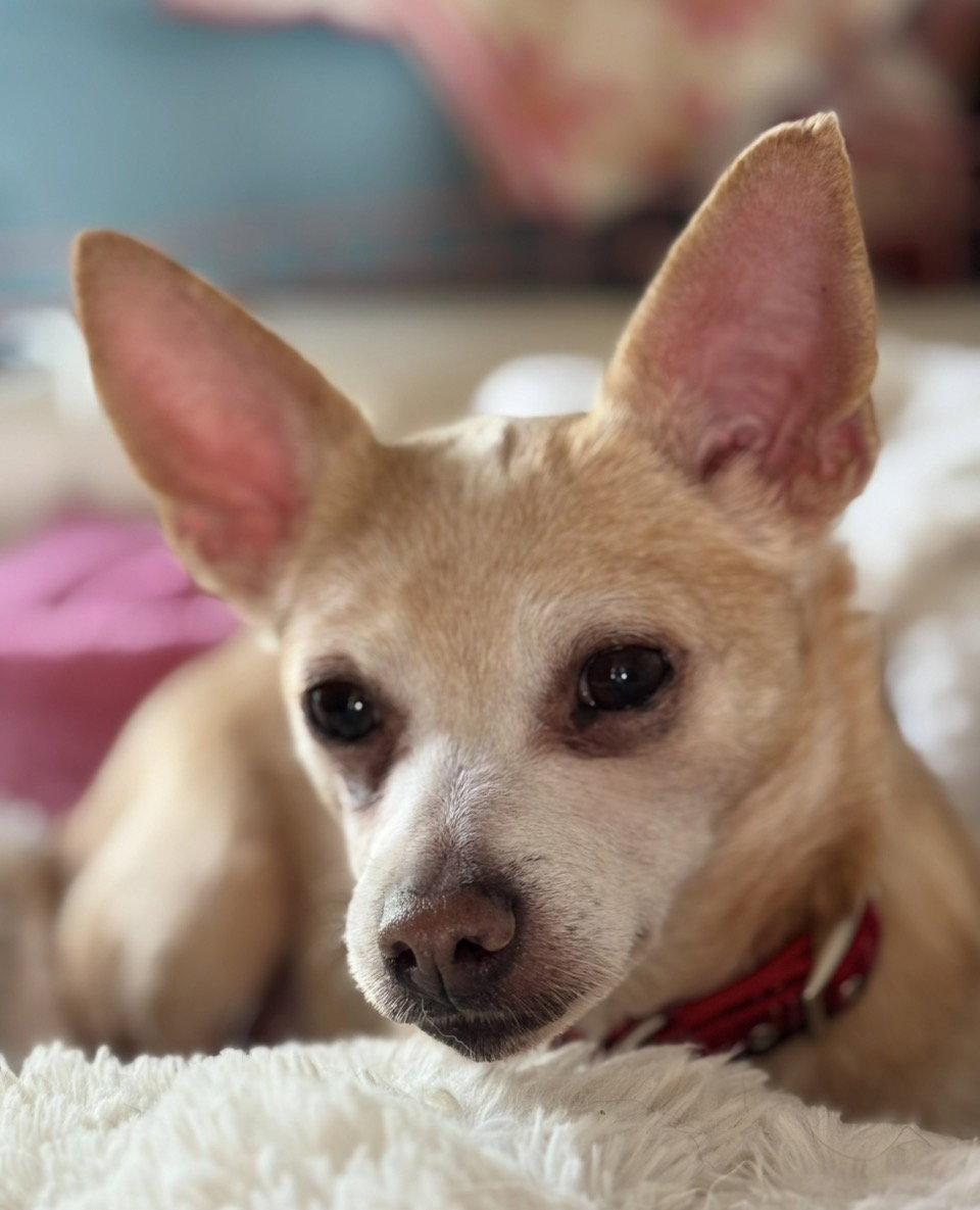 Maui, a Adoptable Chihuahua in Omaha, NE image 3/3