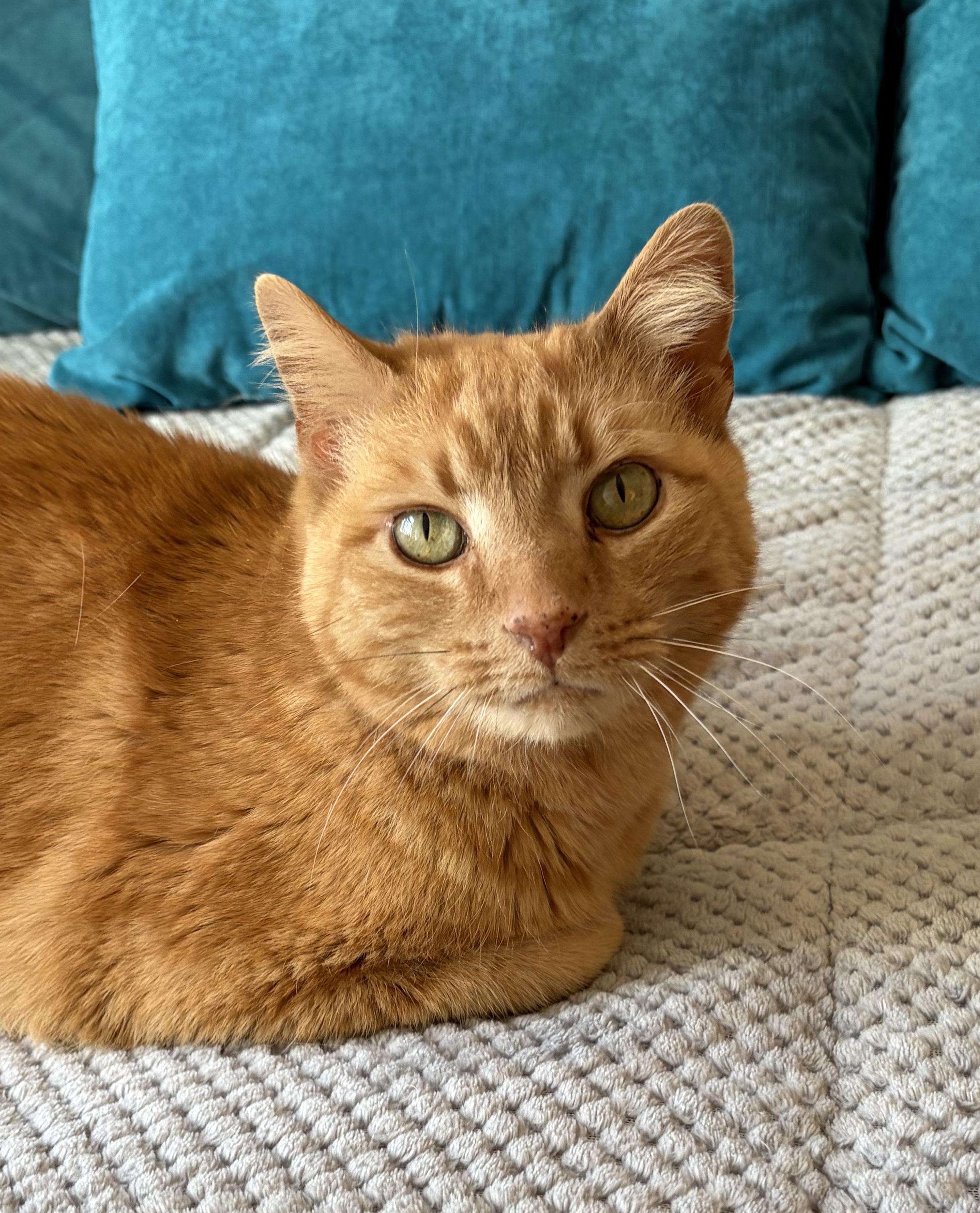 Enlarge Cheddar, an adopted Domestic Short Hair in Nashville, TN image 1/1