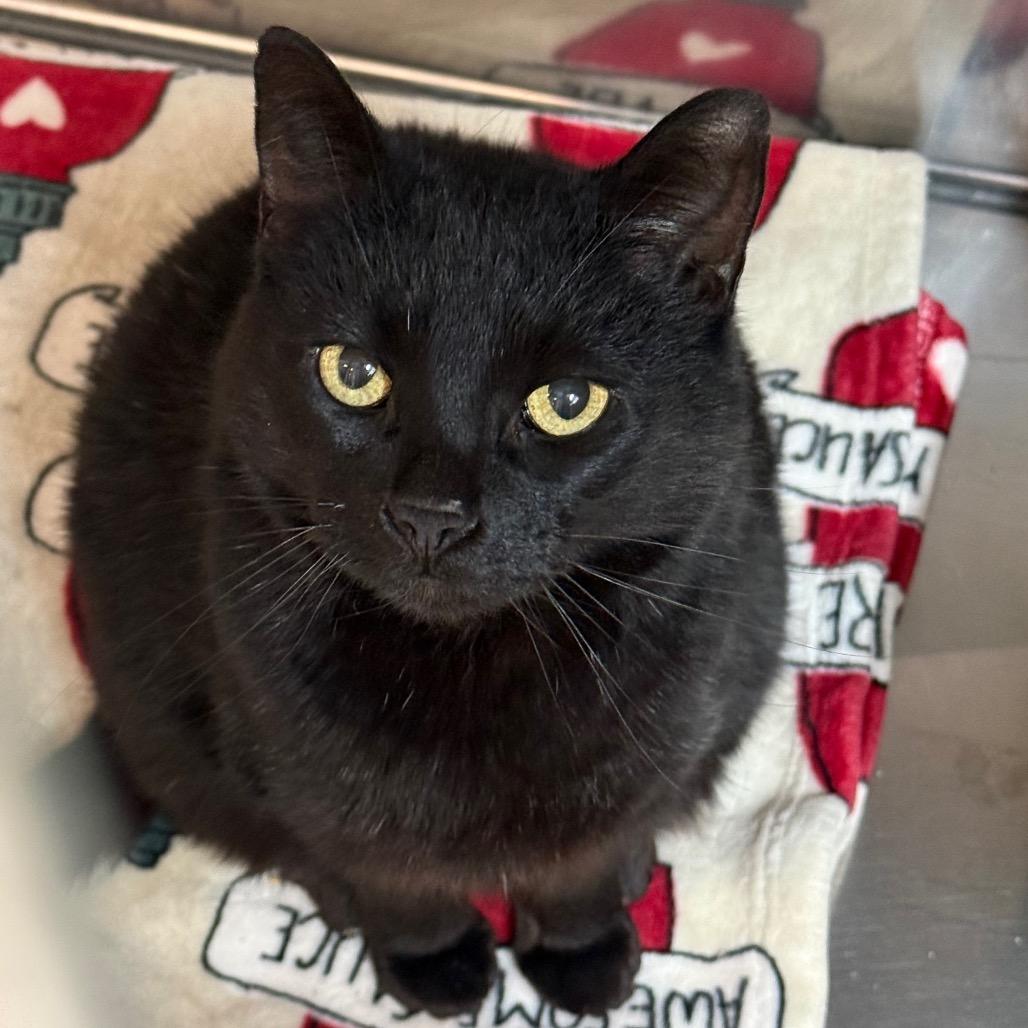 Scar, adopted, Young Male Domestic Short Hair.
