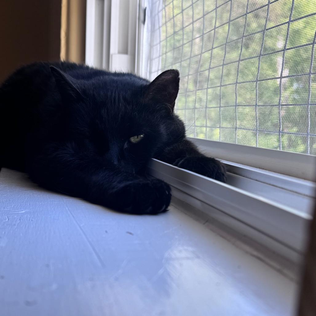 Scar, an adopted Domestic Short Hair in Fenton, MI image 3/3