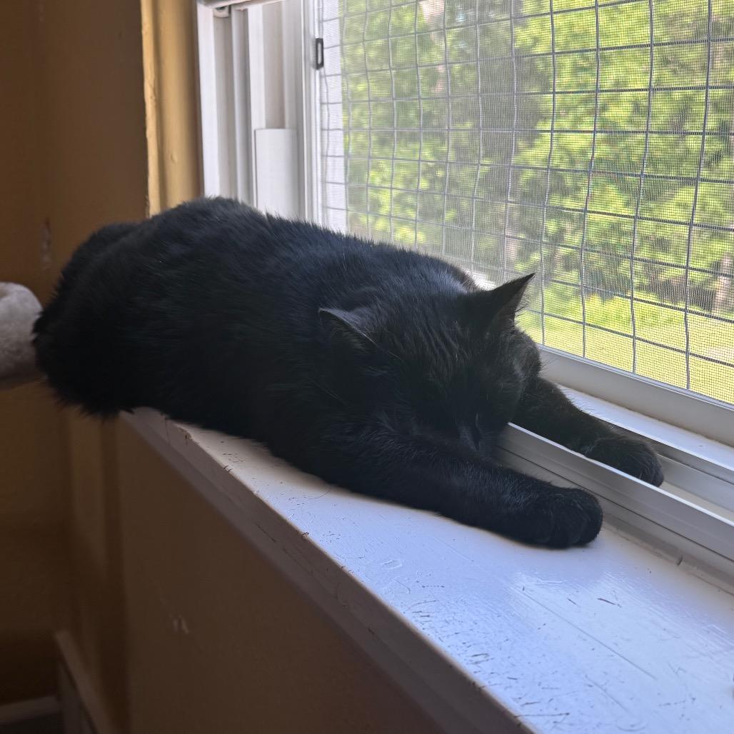 Scar, an adopted Domestic Short Hair in Fenton, MI image 2/3