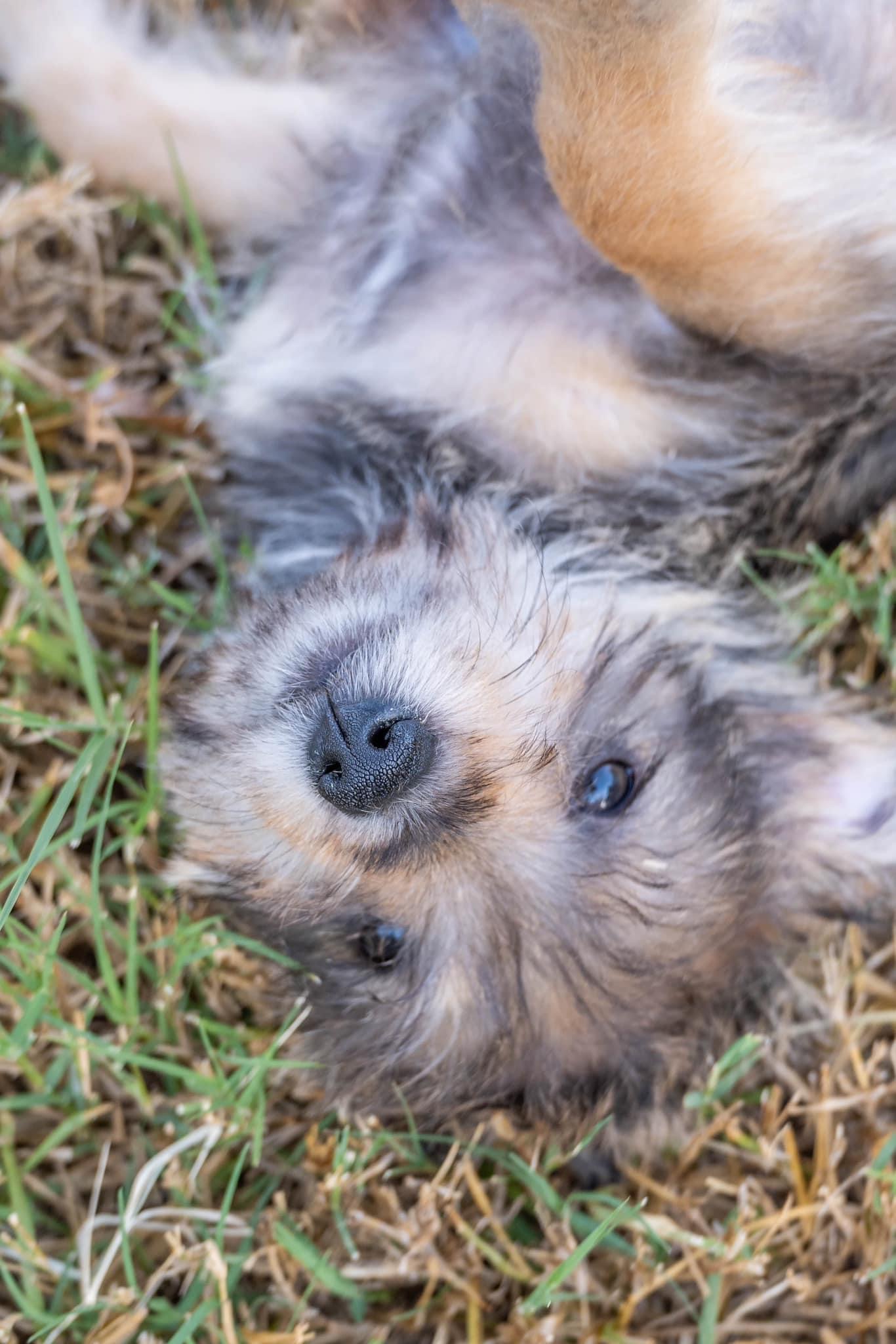 Dog for adoption Inca, a Miniature Schnauzer Mix in Pflugerville, TX