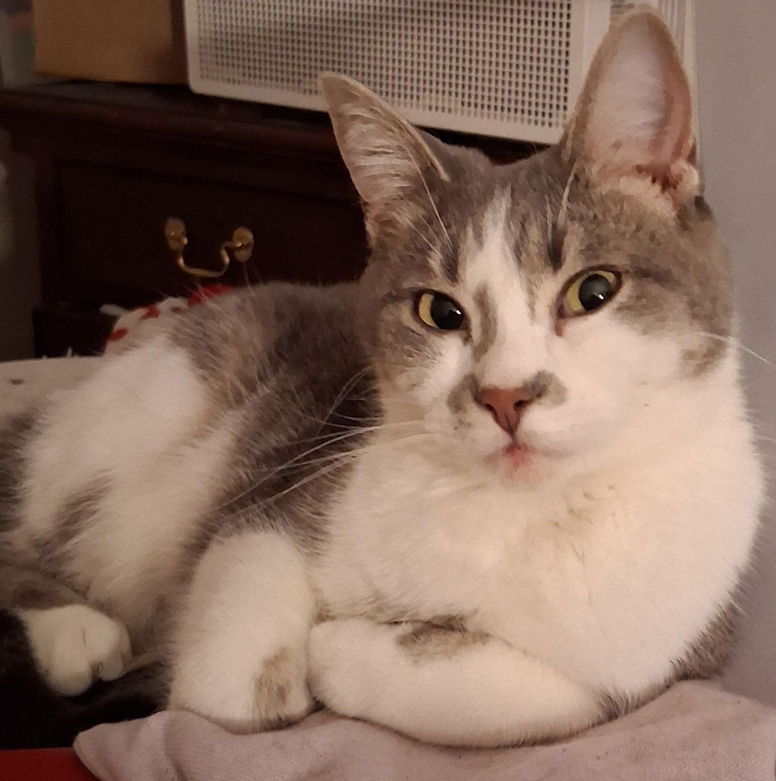 Switch, Adoptable, Young Female Domestic Short Hair.