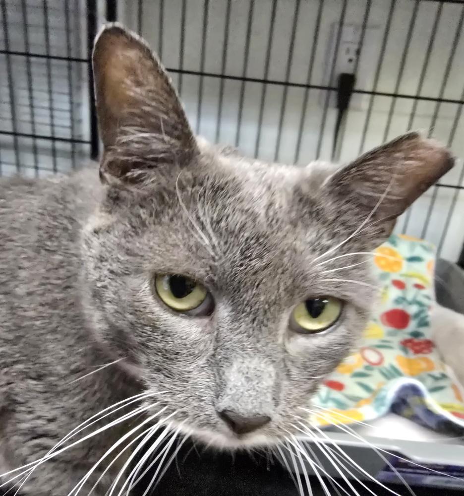 Enlarge DINAH, a Adoptable mixed breed in Southbury, CT image 1/1