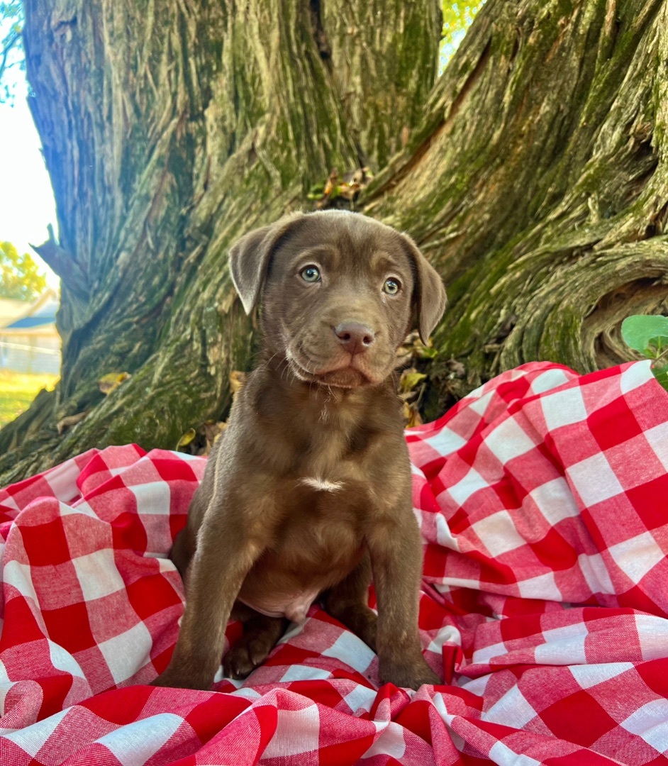 Enlarge Asa, a Adopted mixed breed in East Hartford, CT image 1/1