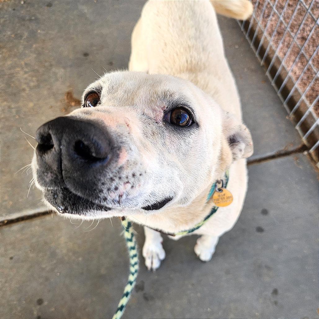 Enlarge Dottie, a Adoptable Mixed Breed in Prescott, AZ image 1/6