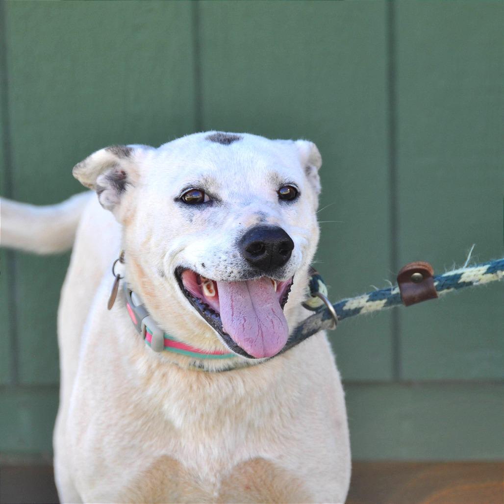 Enlarge Dottie, a Adoptable Mixed Breed in Prescott, AZ image 2/6
