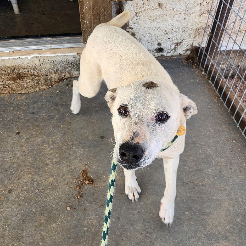 Enlarge Dottie, a Adoptable Mixed Breed in Prescott, AZ image 3/6