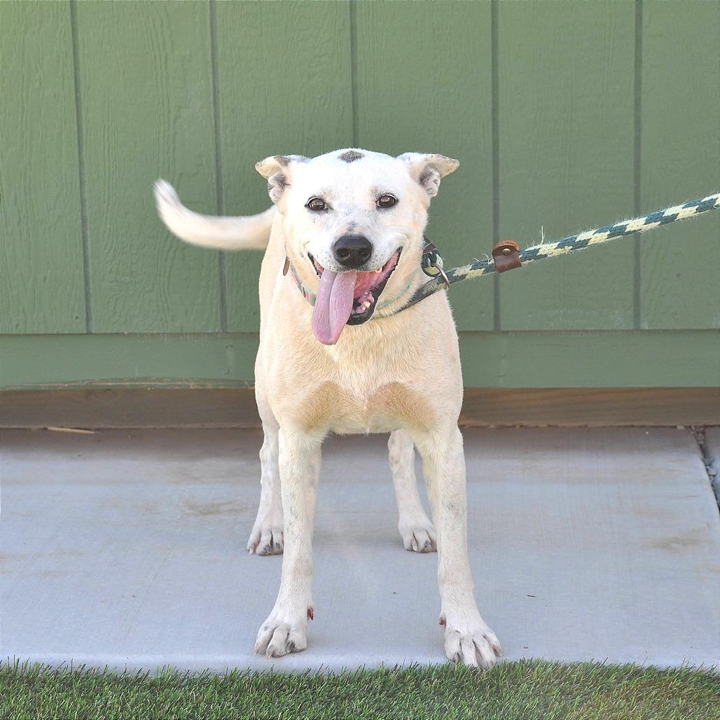 Enlarge Dottie, a Adoptable Mixed Breed in Prescott, AZ image 4/6
