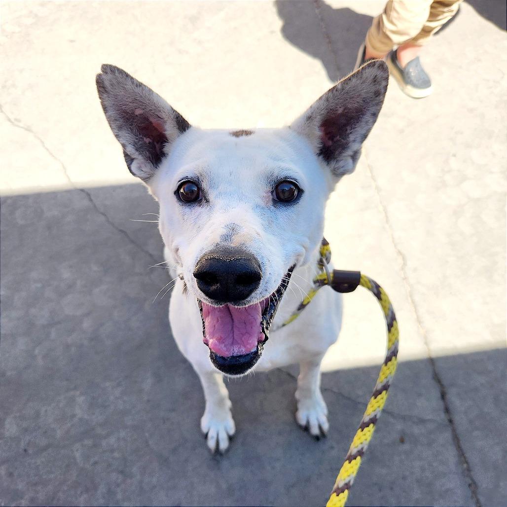 Enlarge Dottie, a Adoptable Mixed Breed in Prescott, AZ image 4/6