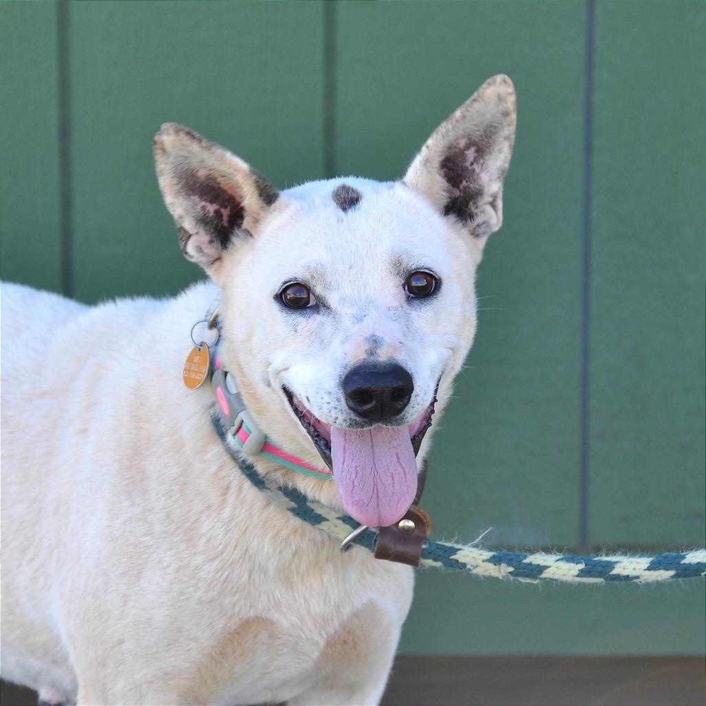 Enlarge Dottie, a Adoptable Mixed Breed in Prescott, AZ image 5/6