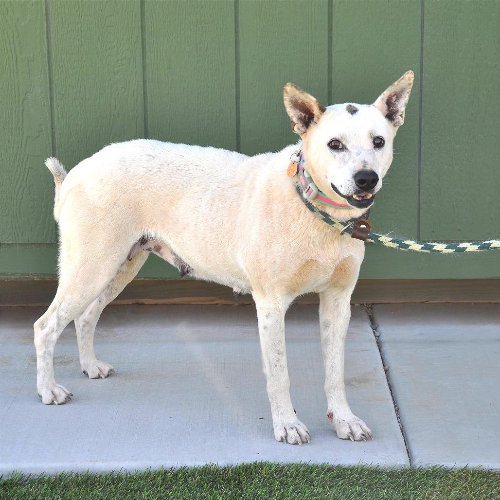 Enlarge Dottie, a Adoptable Mixed Breed in Prescott, AZ image 6/6