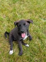Pong, a ADOPTABLE mixed breed in Whitby, ON image 2/3