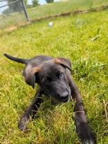 Pong, a ADOPTABLE mixed breed in Whitby, ON image 3/3
