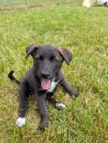 Pong, ADOPTABLE, Young Female Siberian Husky.
