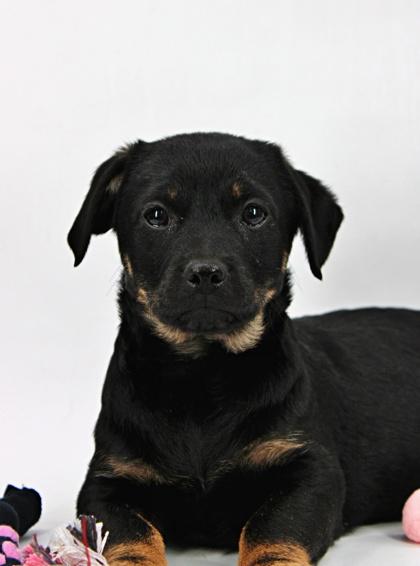 Coco — thumbnail 2