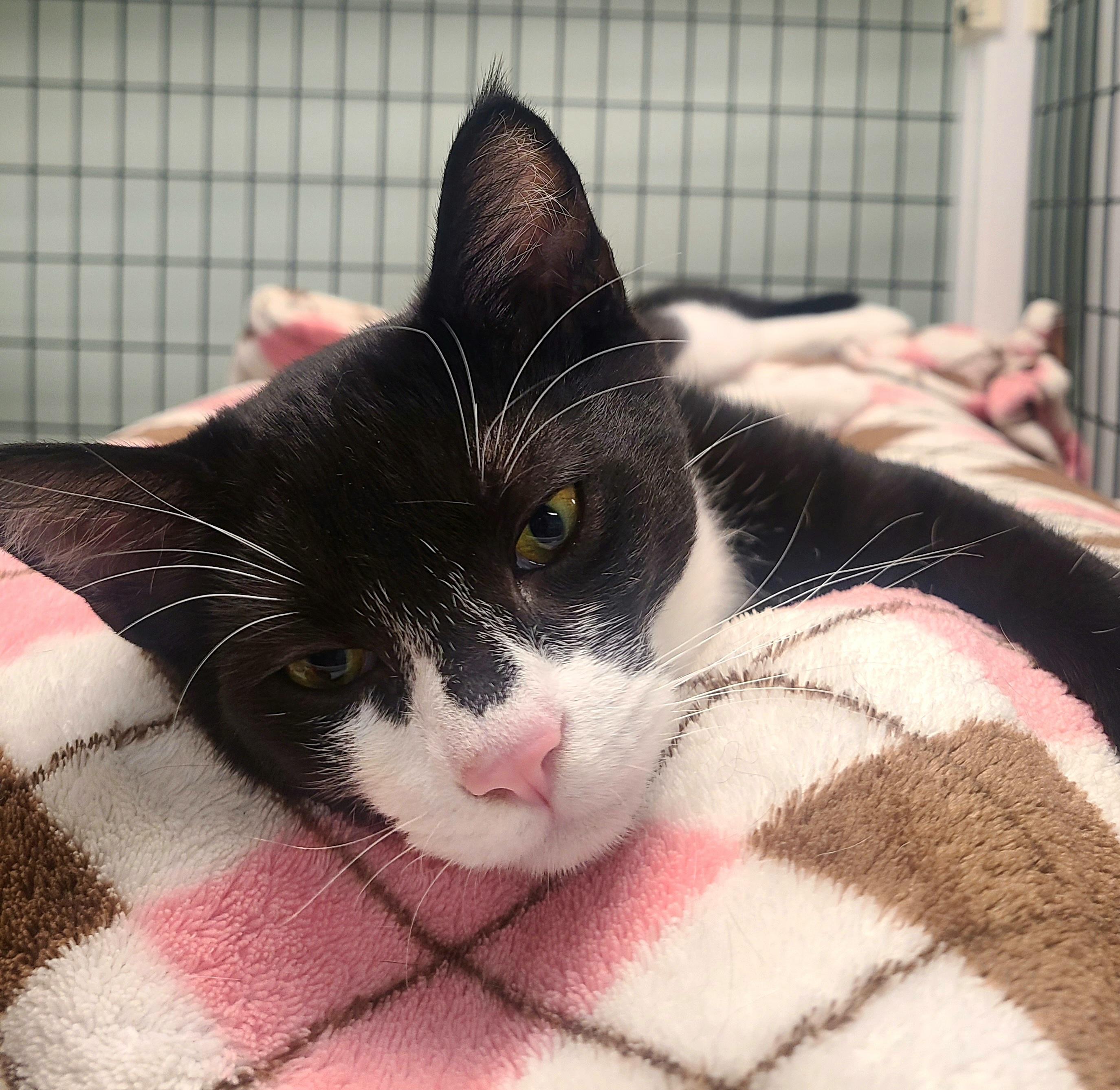 Enlarge Halo, a ADOPTABLE Domestic Short Hair in Kirkland, WA image 2/2