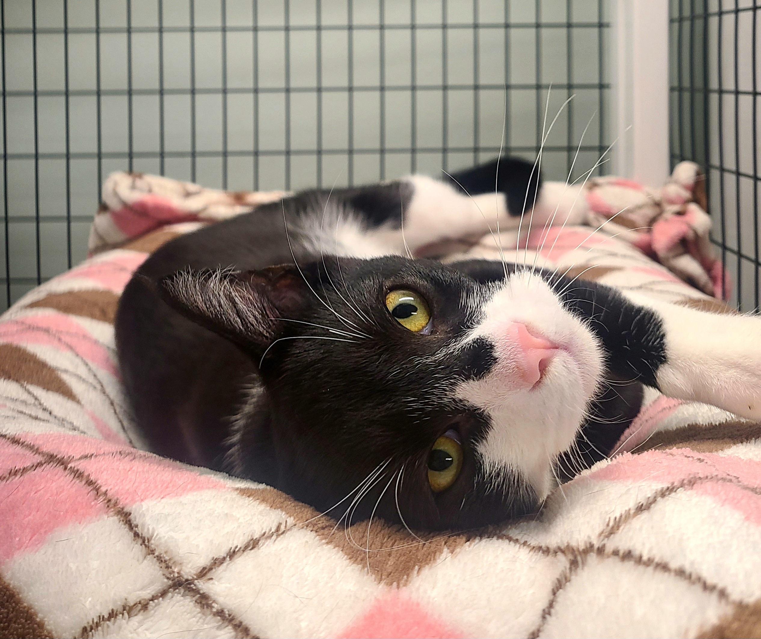 Halo, adopted, Kitten Male Domestic Short Hair.