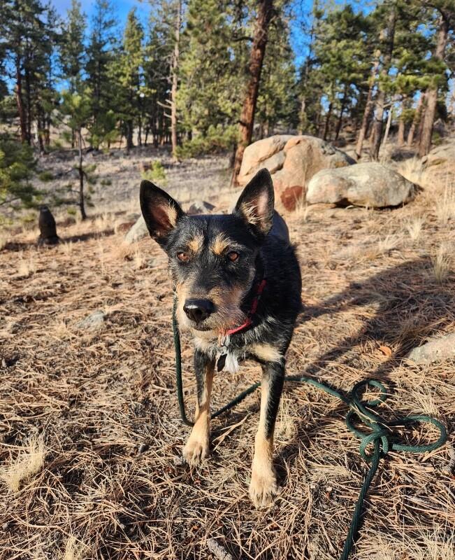 Enlarge Tami, a Adoptable Terrier in Boulder, CO image 1/4
