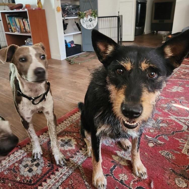 Enlarge Tami, a Adoptable Terrier in Boulder, CO image 2/4