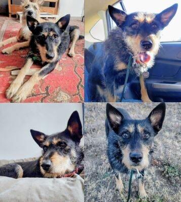 Enlarge Tami, a Adoptable Terrier in Boulder, CO image 3/4