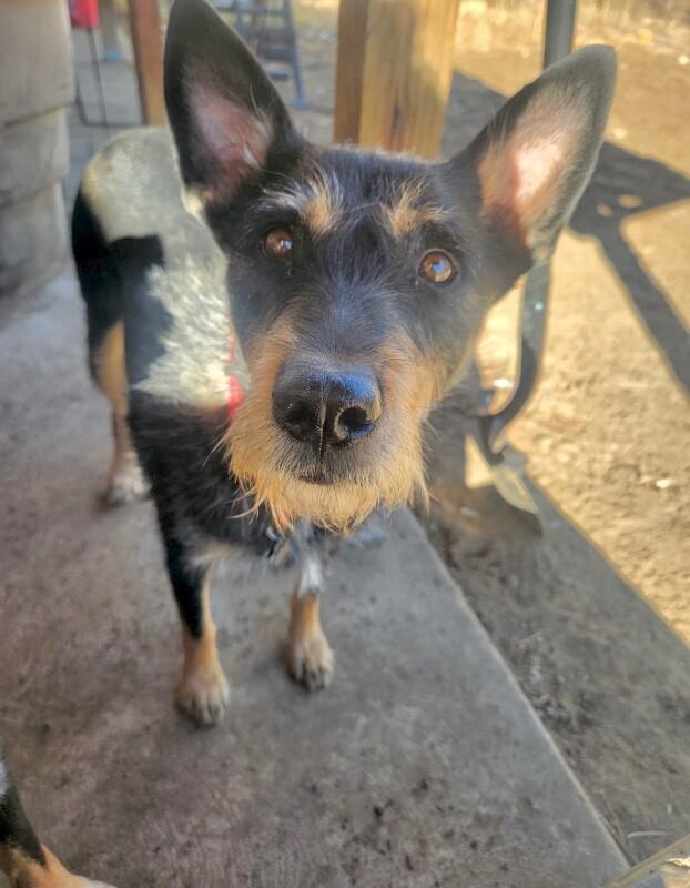 Enlarge Tami, a Adoptable Terrier in Boulder, CO image 4/4