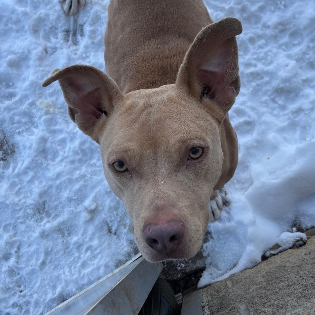 Nala, Adoptable, Adult Female Mixed Breed.