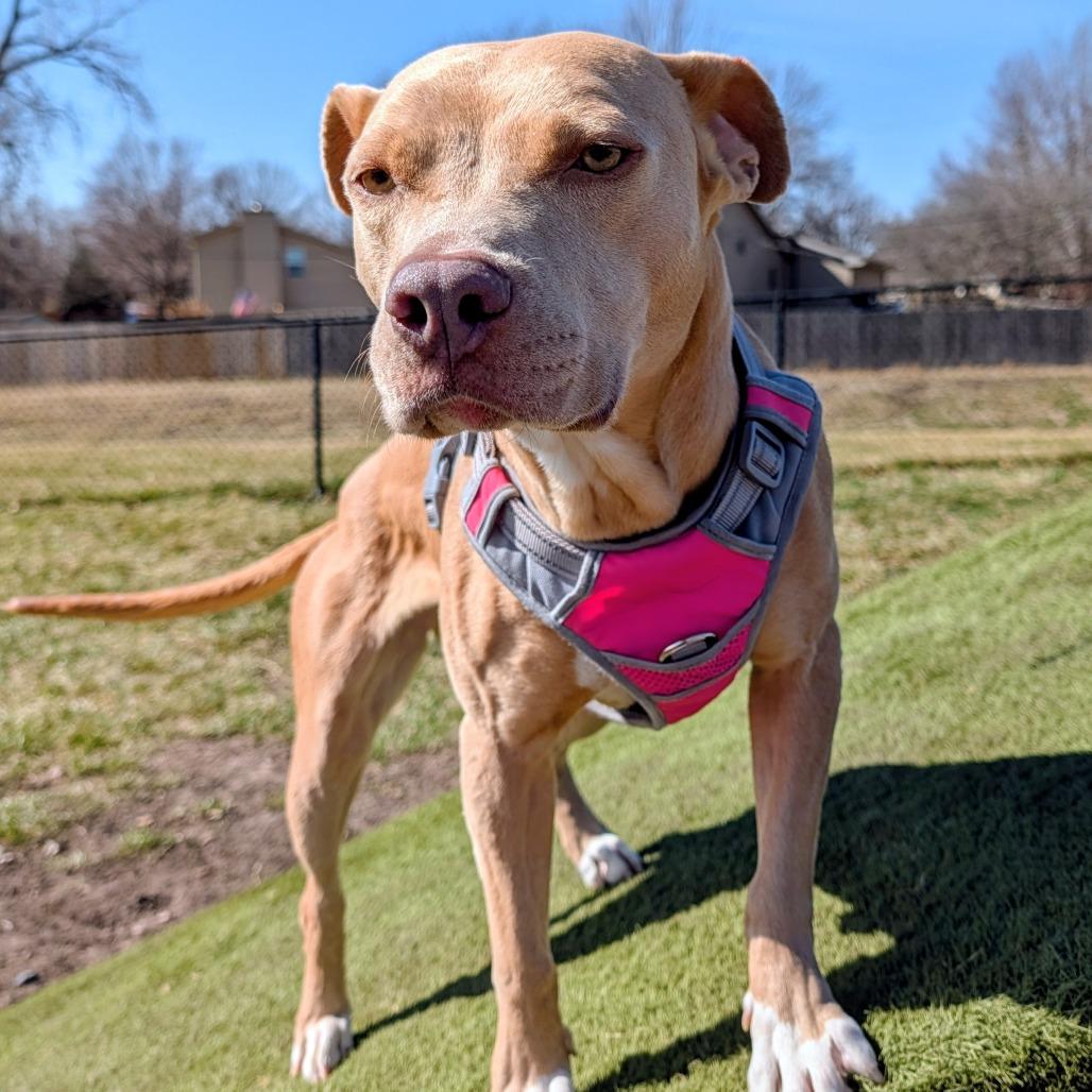 Enlarge Nala, a Adoptable Mixed Breed in Manhattan, KS image 3/5