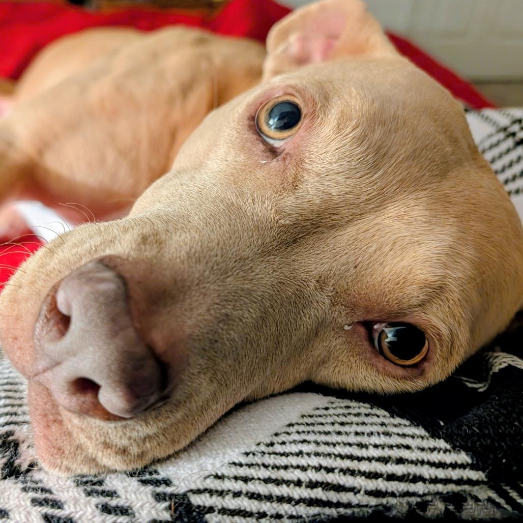 Enlarge Nala, a Adoptable Mixed Breed in Manhattan, KS image 4/5