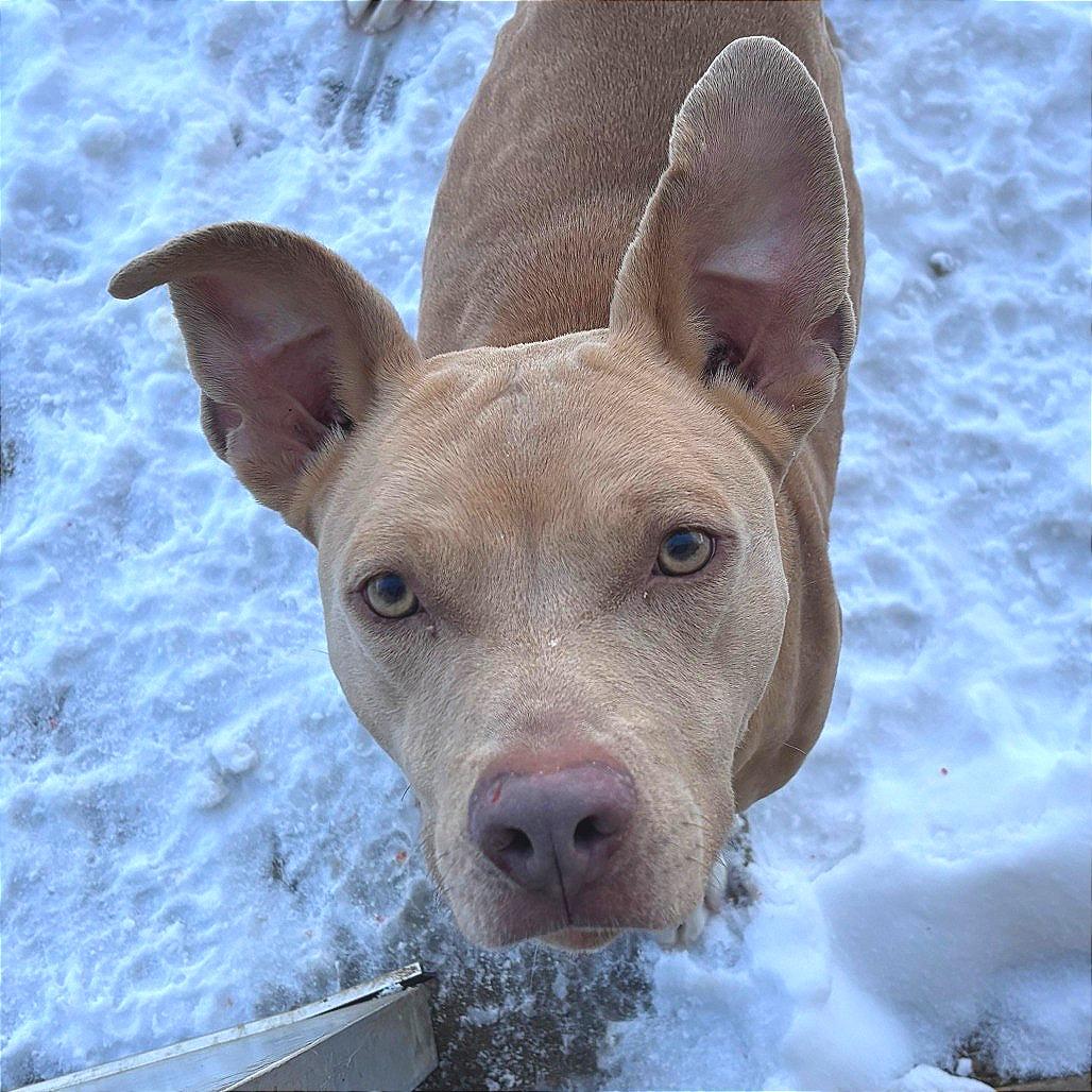 Enlarge Nala, a Adoptable Mixed Breed in Manhattan, KS image 5/5