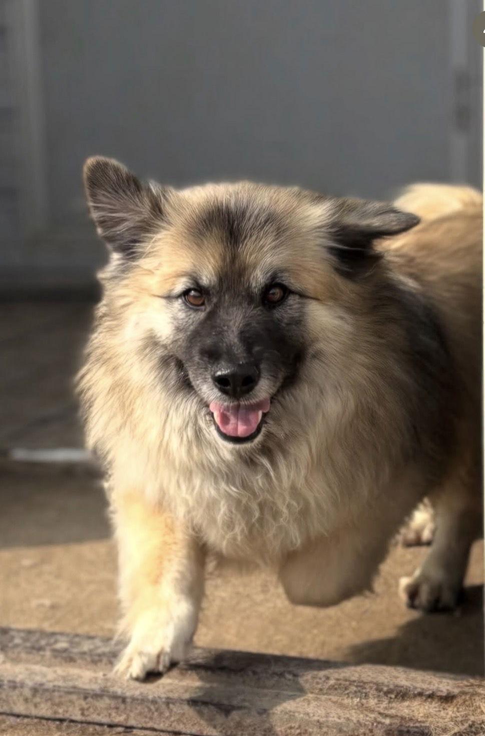 HWANHEE, Adopted, Young Male Shetland Sheepdog / Sheltie & Corgi.