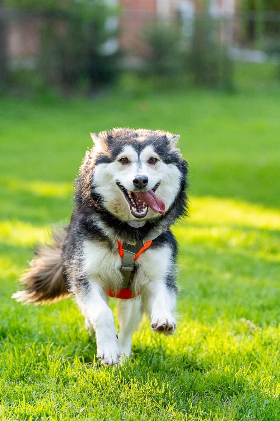 Misty, a ADOPTABLE mixed breed in Oakville, ON image 3/6