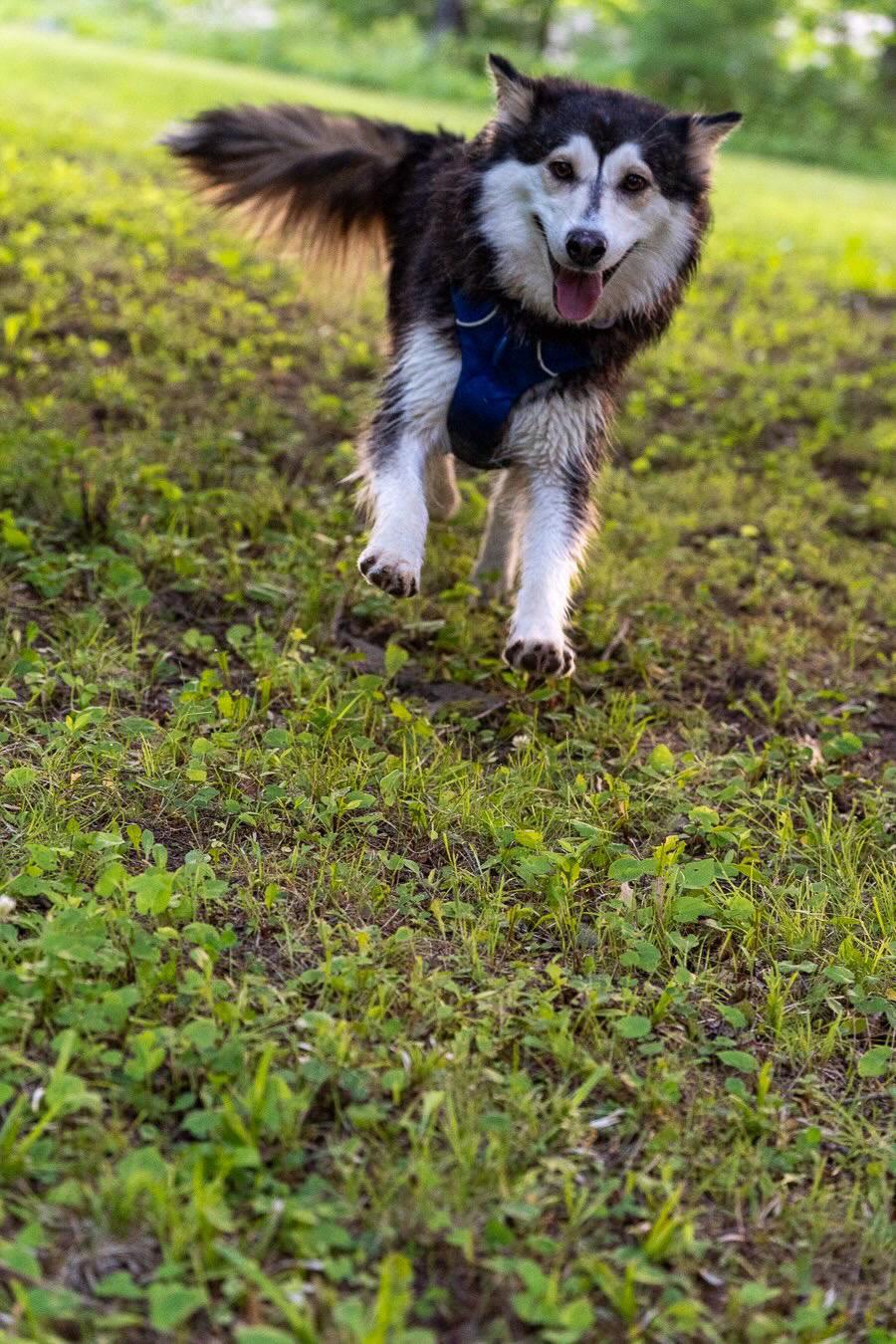 Misty, a ADOPTABLE mixed breed in Oakville, ON image 5/6