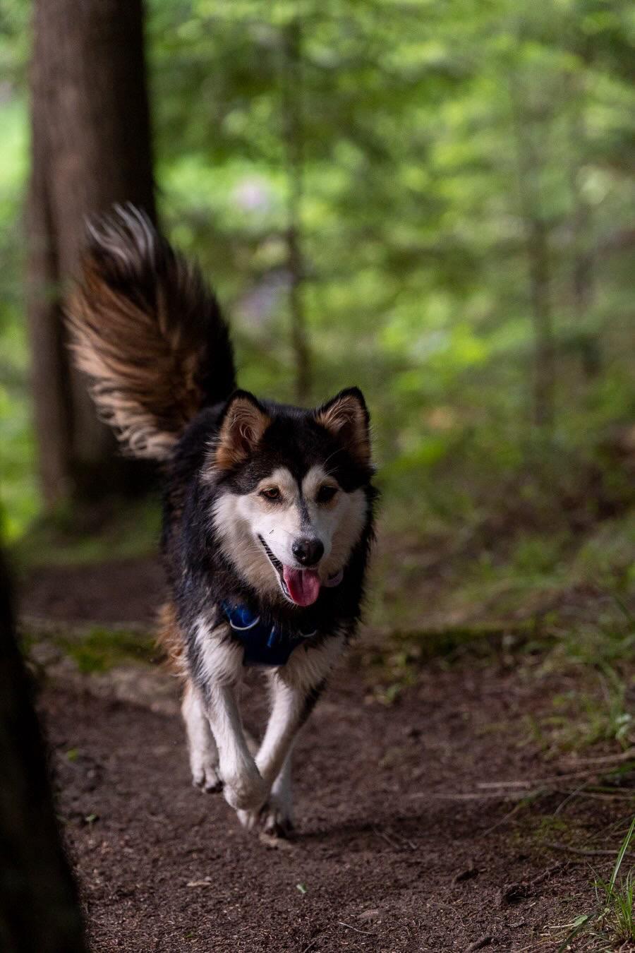 Misty, a ADOPTABLE mixed breed in Oakville, ON image 2/6