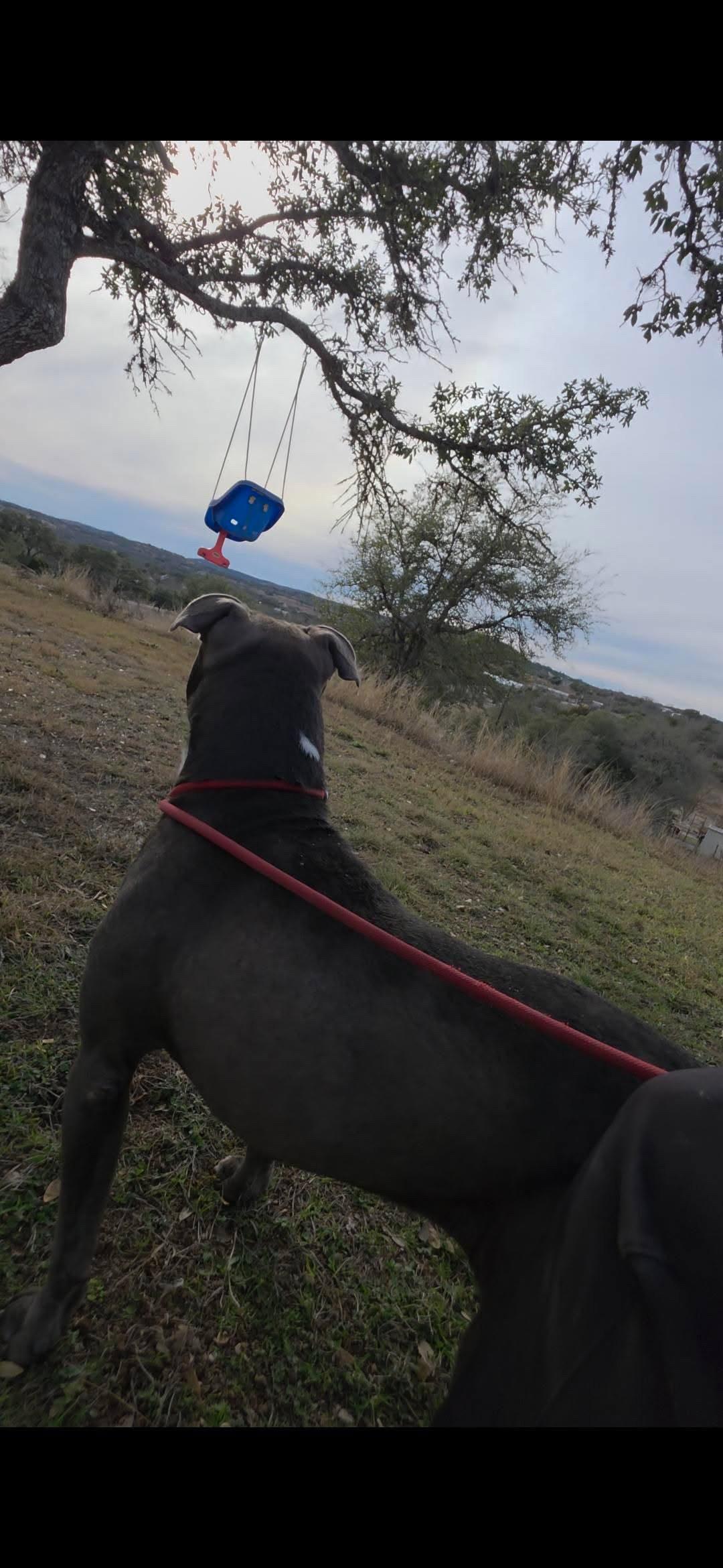Enlarge Shadow, a Adoptable American Staffordshire Terrier in Buffalo, NY image 2/2