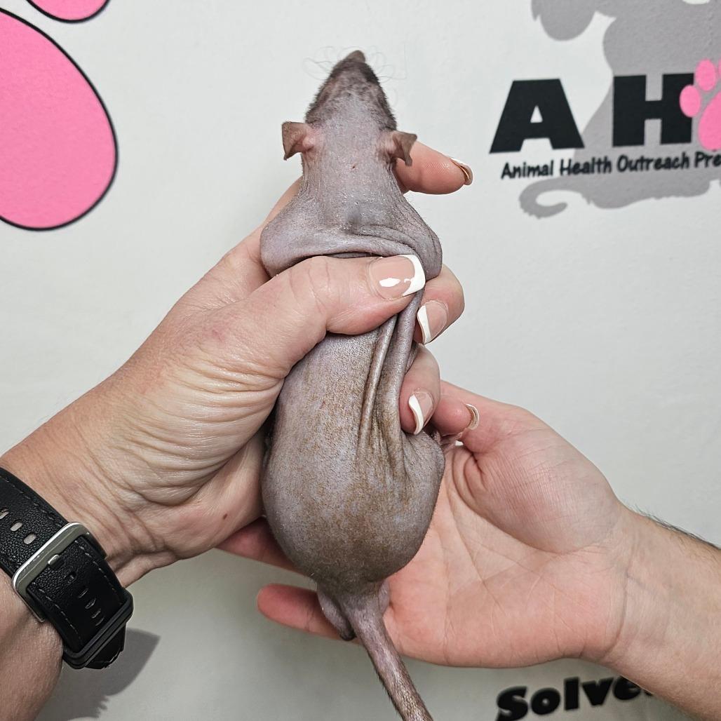 Pinky, Adoptable, Baby Male Rat.