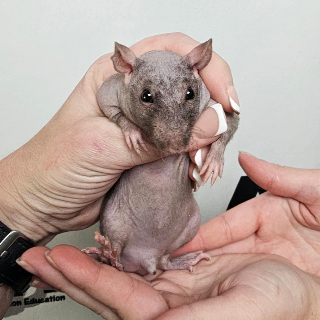 Enlarge Pinky, a Adoptable Rat in Milton, FL image 2/2