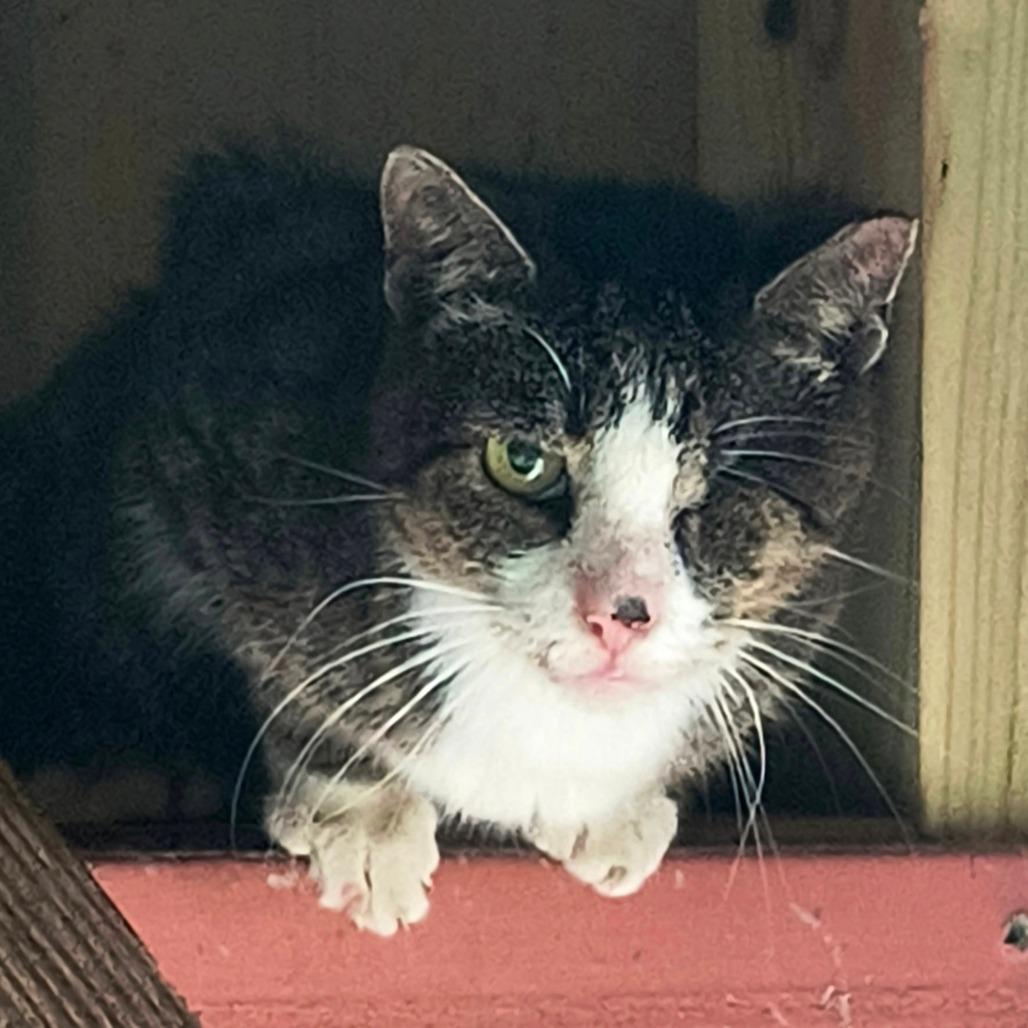 River, Adoptable, Senior Female Domestic Short Hair.