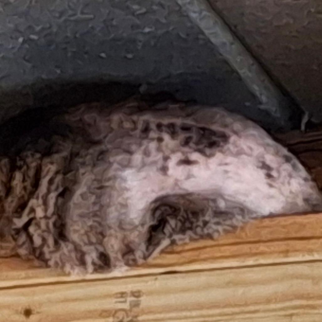 Enlarge River, a Adoptable Domestic Short Hair in Titusville, FL image 2/4