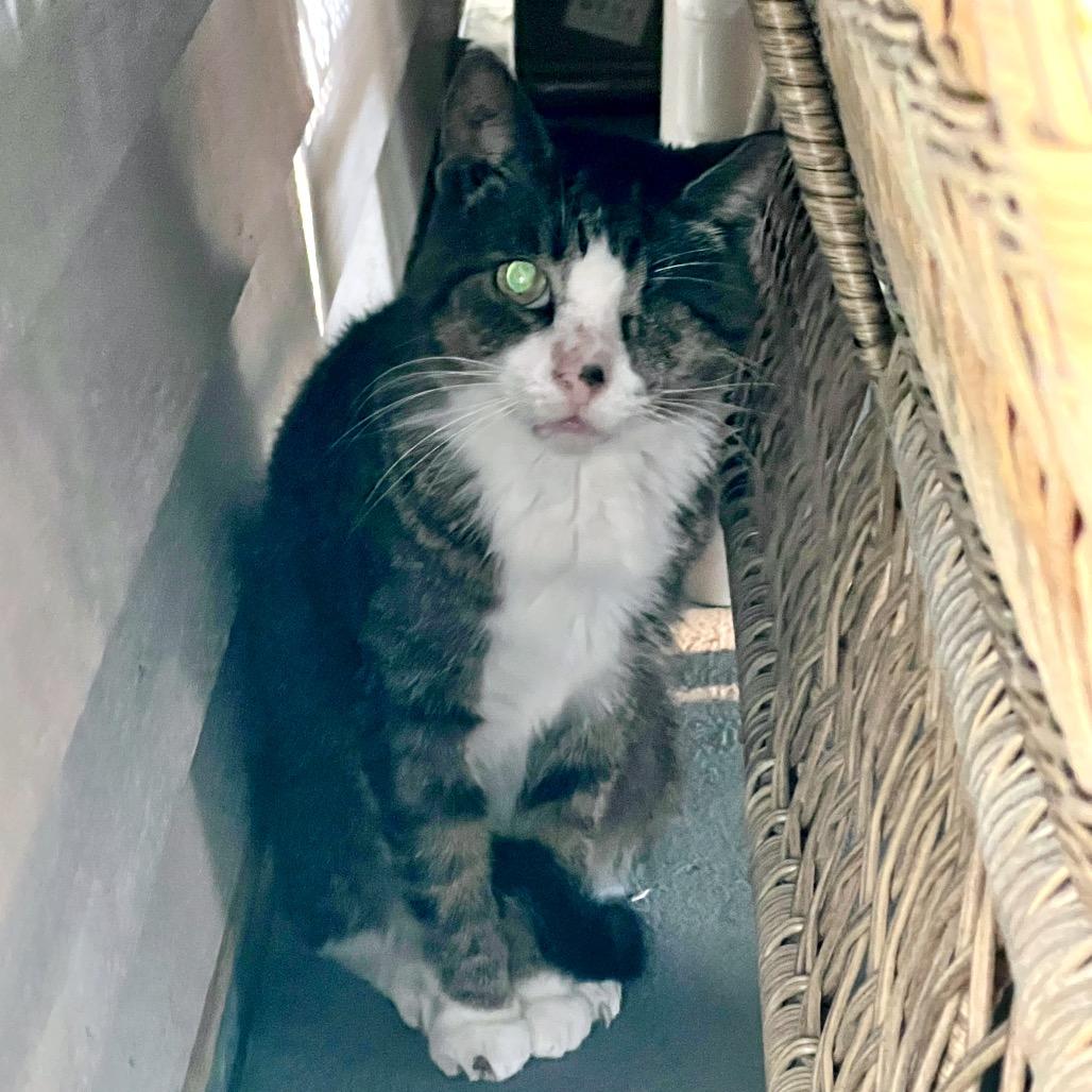 River, a Adoptable Domestic Short Hair in Titusville, FL image 2/4
