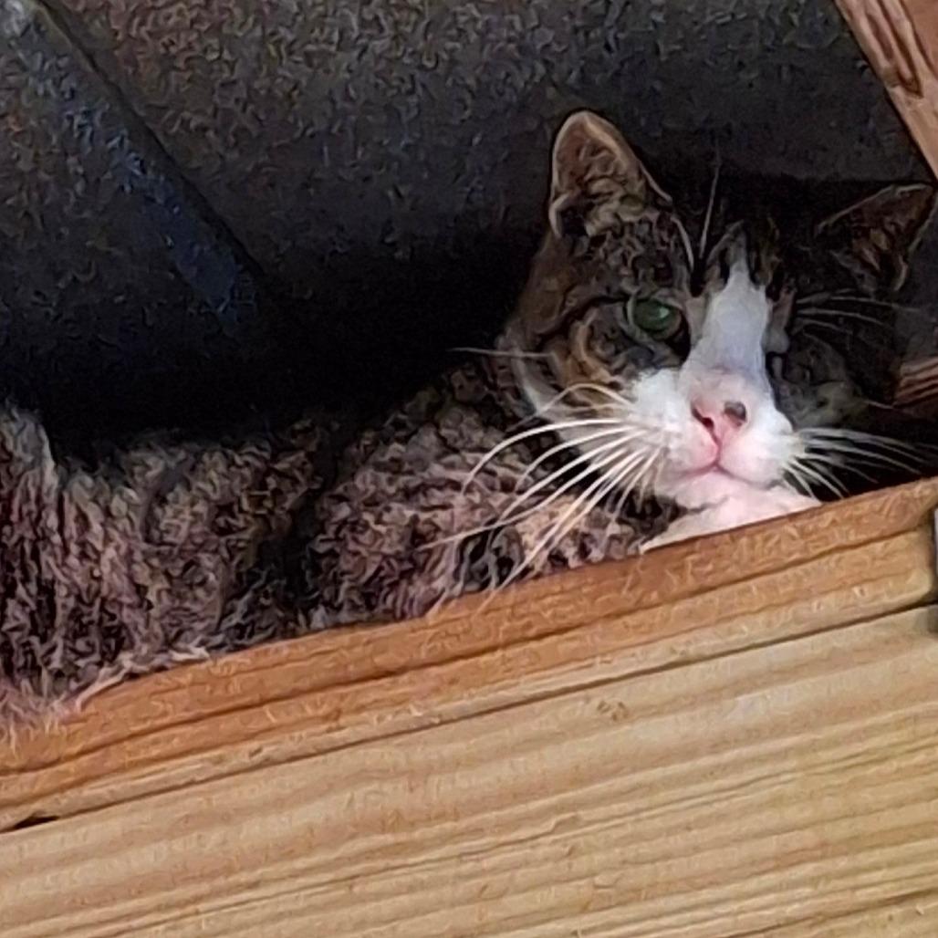 Enlarge River, a Adoptable Domestic Short Hair in Titusville, FL image 4/4