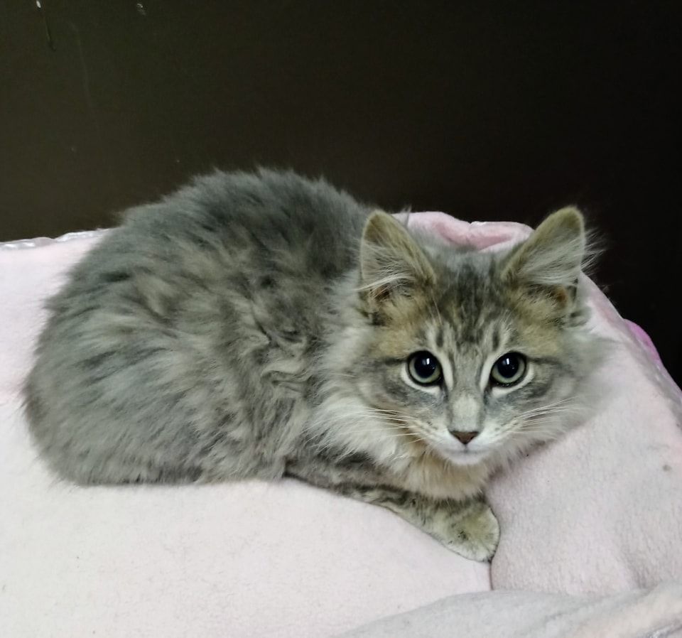 Faxon, Adopted, Kitten Male Domestic Long Hair.