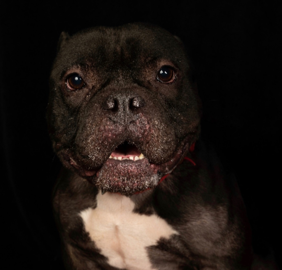 Midnight, a Adoptable American Bully in Staten island, NY image 1/6