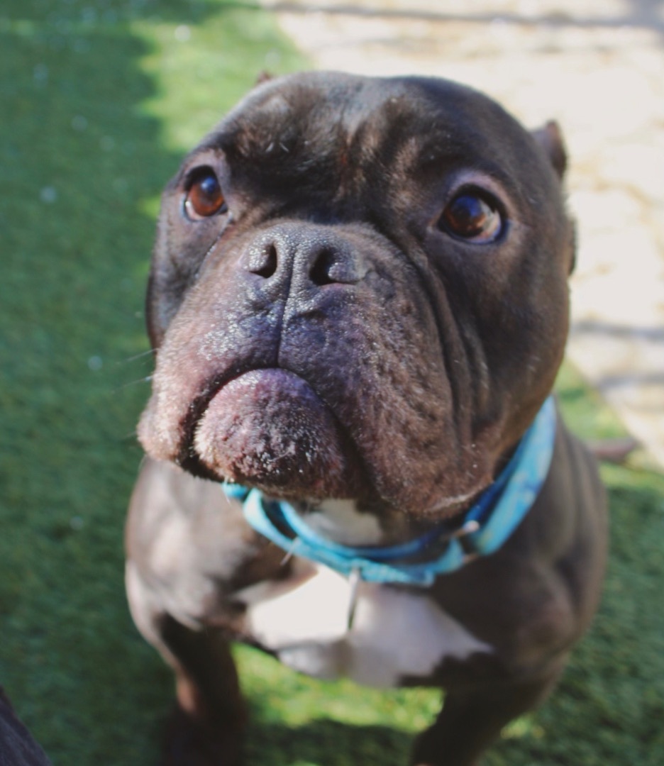 Midnight, a Adoptable American Bully in Staten island, NY image 2/6