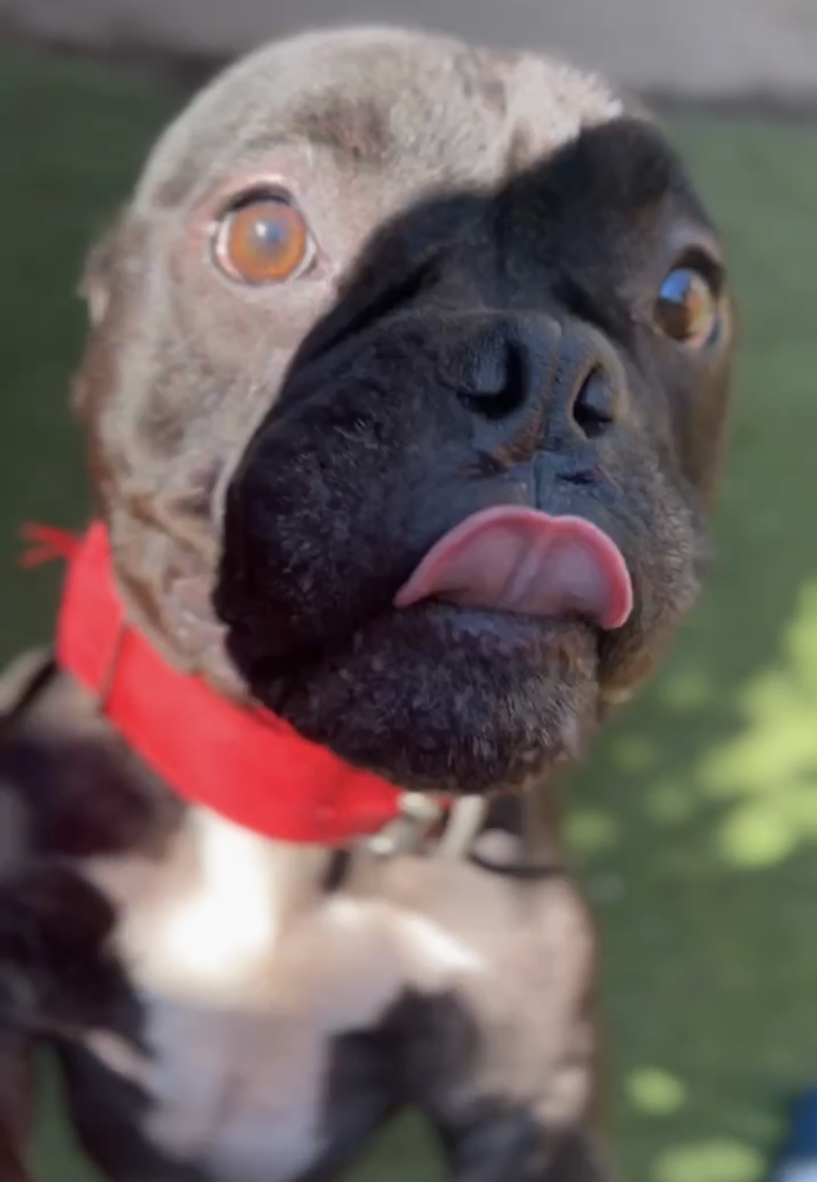 Midnight, a Adoptable American Bully in Staten island, NY image 3/6