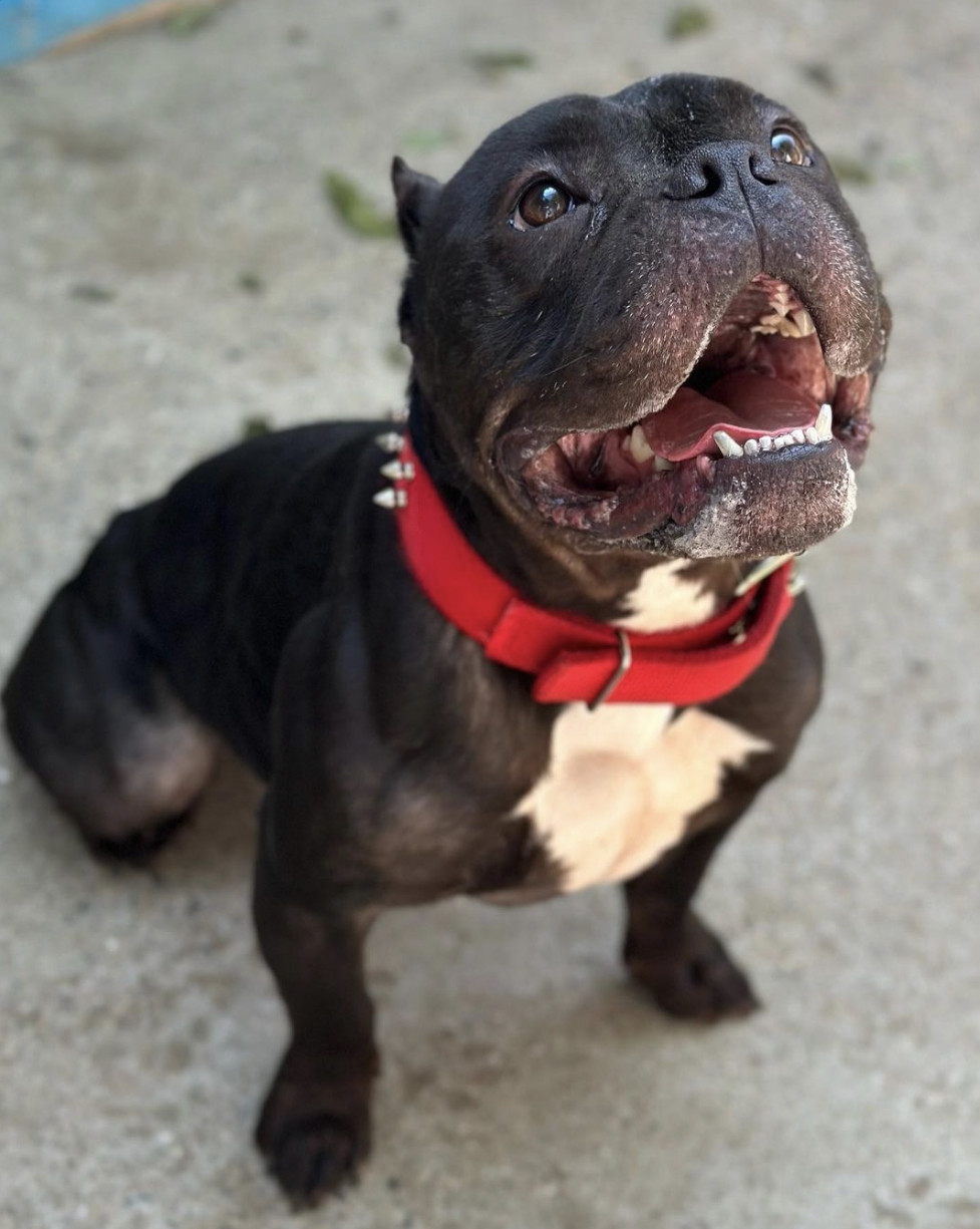 Midnight, a Adoptable American Bully in Staten island, NY image 4/6