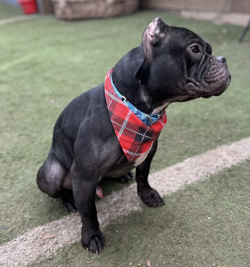 Midnight, a Adoptable American Bully in Staten island, NY image 5/6